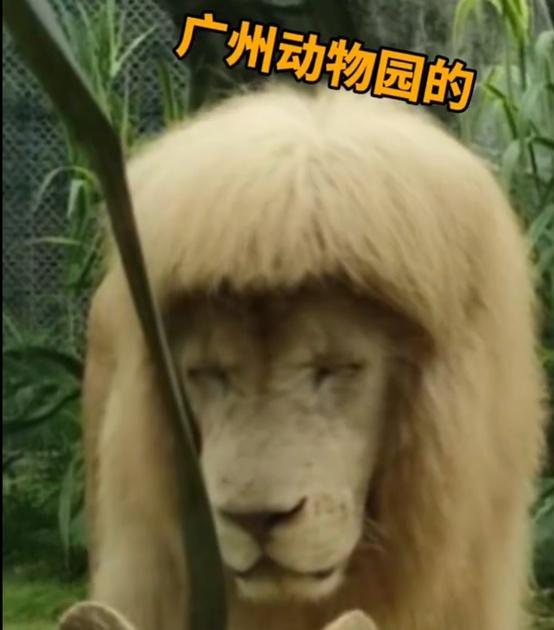 广州动物园给狮子剪齐刘海? 工作人员回应：它自己打理，我们根本不敢剪