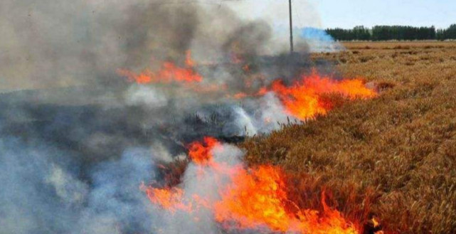 恶意纵火！安徽男子“烧掉”多个村庄上百亩麦子：天理不容，村民已报警！