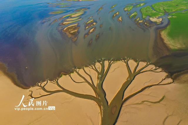 航拍！大旱鄱阳湖出现“大地之树”的自然景观，从树冠到树枝都栩栩如生
